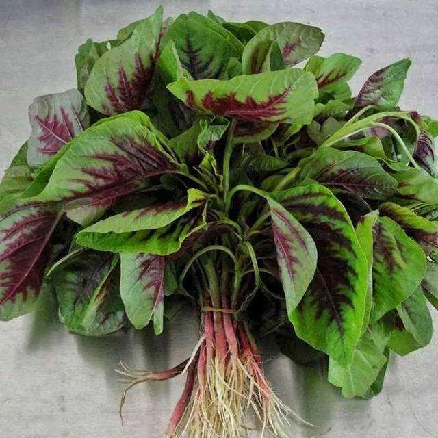 秋分吃啥養生_秋分節氣吃什么養生_秋分時節吃什么食物養生