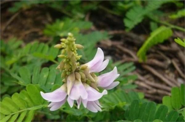 巴馬藤茶禁忌_巴馬養生藤茶_巴馬藤茶是什么植物